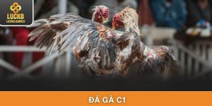 Đá Gà C1 Luck8 - Giải Đấu Đỉnh Cao Quy Tụ Mọi Tay Chơi