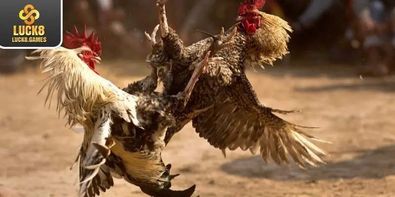 Một vài mẹo chơi đấu gà đến từ các chuyên gia