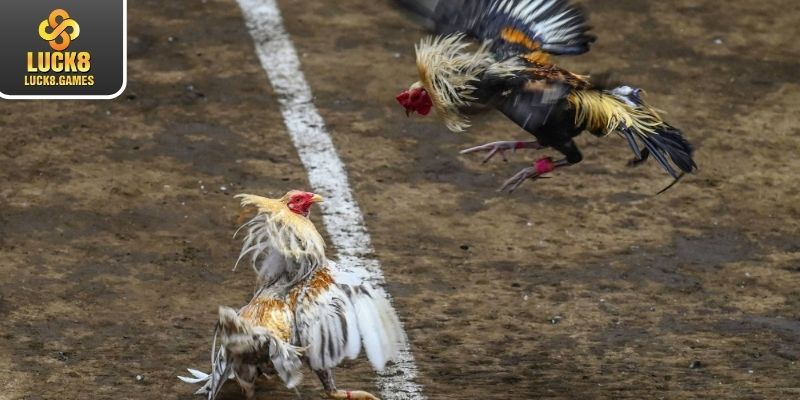 Thông tin tổng quan nhất về loại hình chọi gà tre